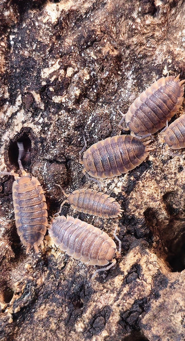 porcellio scaber rust isopods